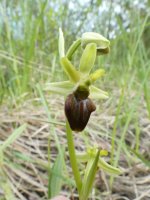 Ophrys sphegodes (Early Spider Orchid) 02.jpg