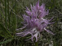 Orchis italica (Naked Man or Italian Orchid) 04.jpg