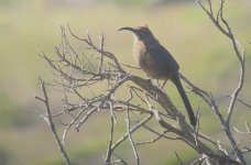 IMG_9381 California Thrasher @ Oakland.JPG