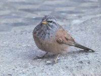 house bunting (Emberiza sahari)  13.jpg