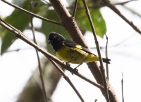 Yellow-bellied Siskin.jpg