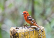 Flame-coloured Tanager.jpg