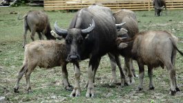 DSC00754 Water Buffalo @ Pui O.jpg