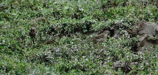 DSC00745 Buff-bellied Pipit @ Pui O.jpg