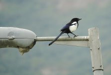 DSC00761 Oriental Magpie @ Pui O.jpg