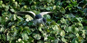 DSC01876 Black-crowned Night Heron @ DB.jpg