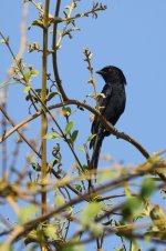 20200113 (31)_Glossy-backed_Drongo.JPG