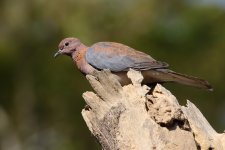 20200113 (35)_Laughing_Dove.JPG