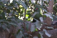 20200113 (50)_Green_Turaco.JPG