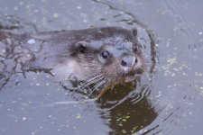 Otter (2).JPG