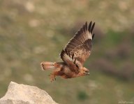 Buteo buzzard (Mourad Harzallah).jpg