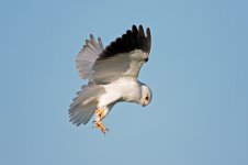 Black-shouldered-Kite-(50)-800web.jpg