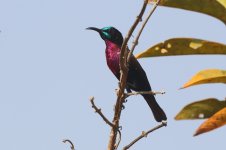 20200111 (38)_Scarlet-chested_Sunbird.JPG