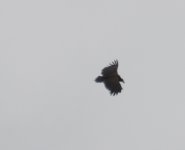 Black Vulture.jpg