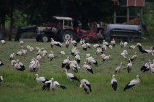 storks 03 1808.jpg