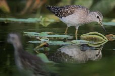 IMG_9685 Wood Sandpiper @ LV.JPG