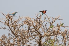 20200112 (50)_Roller_and_Bee-eaters.JPG
