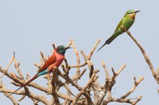 20200112 (55)_Northern_Carmine_and_Blue-cheeked_Bee-eaters.JPG