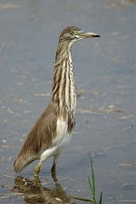 DSC01382 Chinese Pond Heron @ LV.jpg