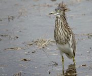 DSC01372 Chinese Pond Heron @ LV.jpg