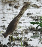 DSC01308 Chinese Pond Heron @ LV.jpg