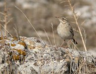 Tawny Pipit00.jpg