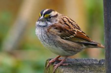 whitethroat1.jpg