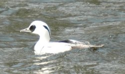 SMEW1.JPG