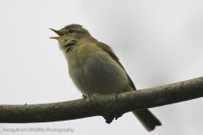 Willow Warbler.jpg