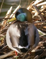 Drake Mallard copy.jpg