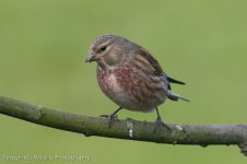 Linnet 1.jpg