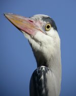 Heron Head copy.jpg