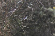 reed bunting.jpg