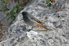 0Black Redstart10.jpg