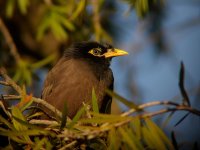 myna2.jpg