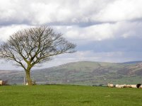 BIDDULPH MOOR LOOKING TOWARDS MACCLESFI ELD 030307.jpg