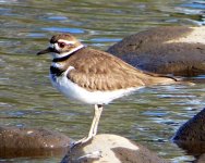 Killdeer.jpg