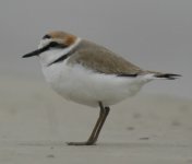 2KentishPlover.JPG