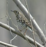 3ScalyThrush.JPG