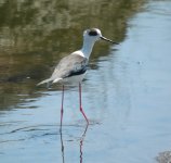 8BlackWingedStilt.JPG