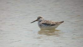 IMG_9868 Nordmann's Greenshank @ Mai Po.JPG