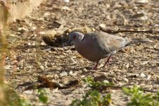 20200107 (6)_African_Mourning_Dove.JPG