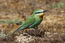 20200108 (33)_Blue-cheeked_Bee-eater.JPG