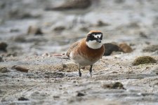 IMG_9883 Lesser Sandplover @ Shui Hau.JPG