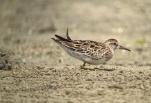 IMG_0313 Sharp-tailed Sandpiper @ Shui Hau.JPG