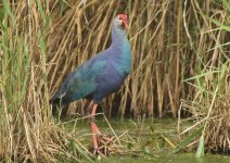 215 Grey-headed Swamphen.JPG