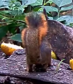 panama red-tailed squirrel.png