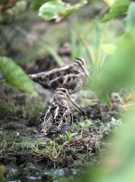 IMG_9213 Common Snipe @ LV.jpg