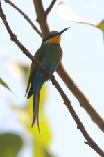20200108 (43)_Swallow-tailed_Bee-eater.JPG