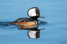 Hooded-Merganser-reflection-Brian-Sump_5658-FORUM.png